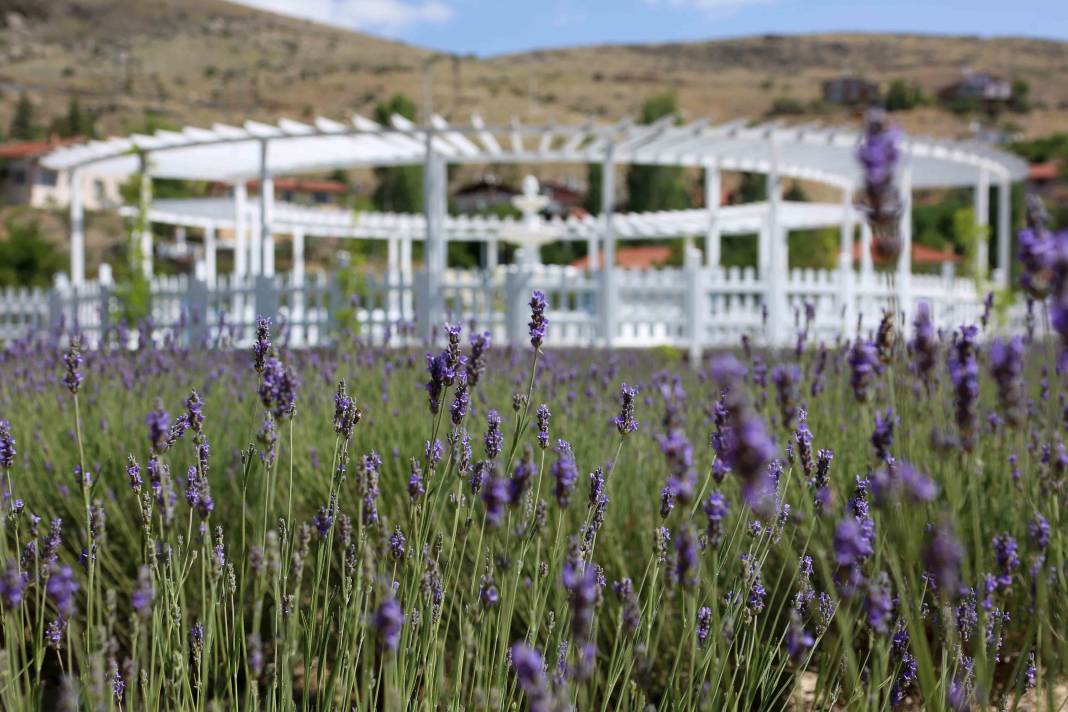 Renkleriyle büyülüyor, kokusuyla dinlendiriyor! Meram’da beklenen an geldi 2